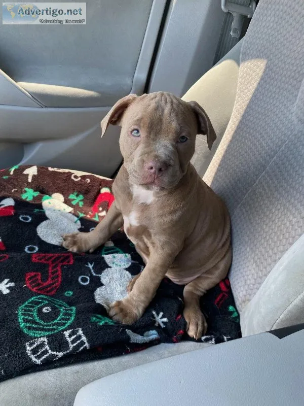 Rednose champagne Female pitbull
