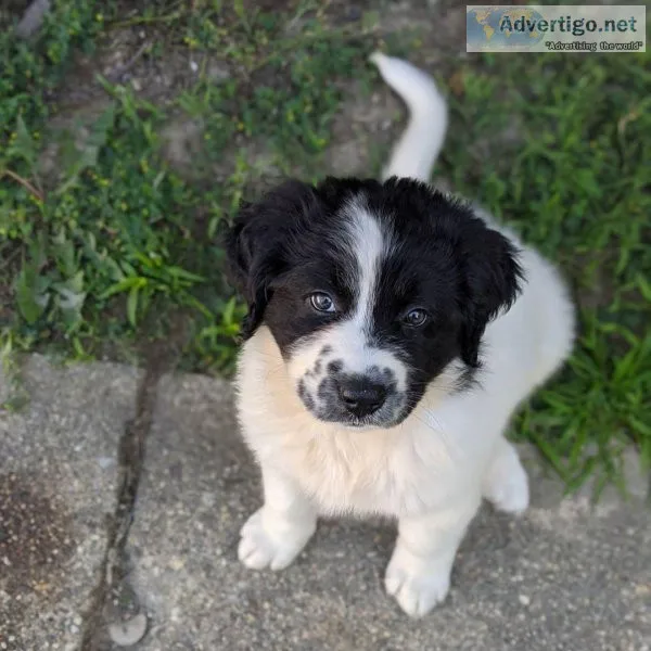 Newfoundland Puppies Ready For home Adoption