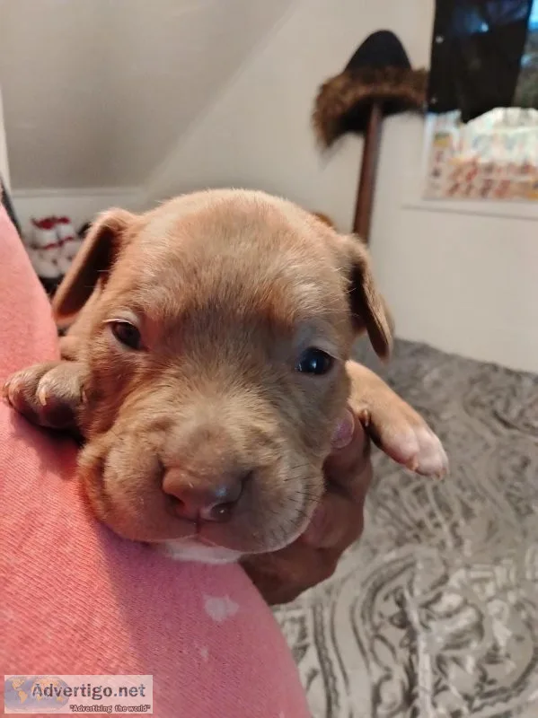 PITBULL PUPPIES FOR SALE