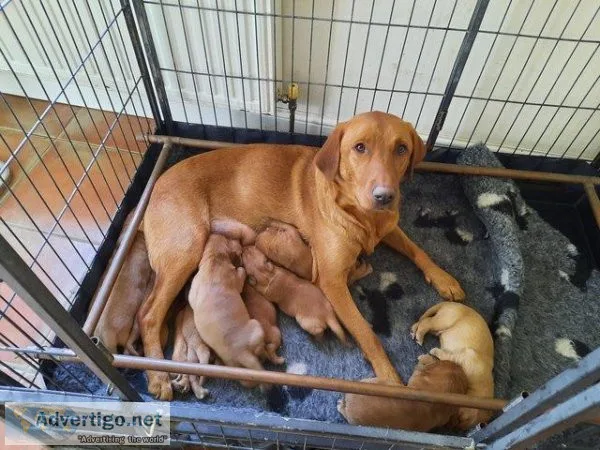 Big strong chunky labradors puppies