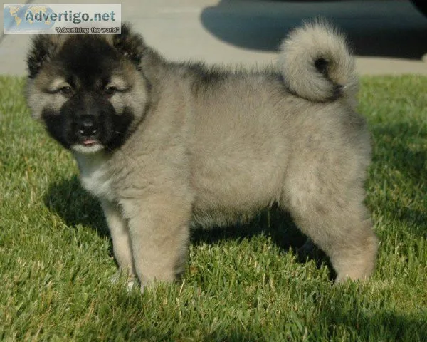 Adorable Caucasian Ovcharka Puppies.