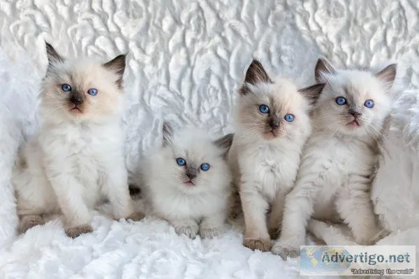 Cute and Lovely Home Raised Ragdoll Kittens.