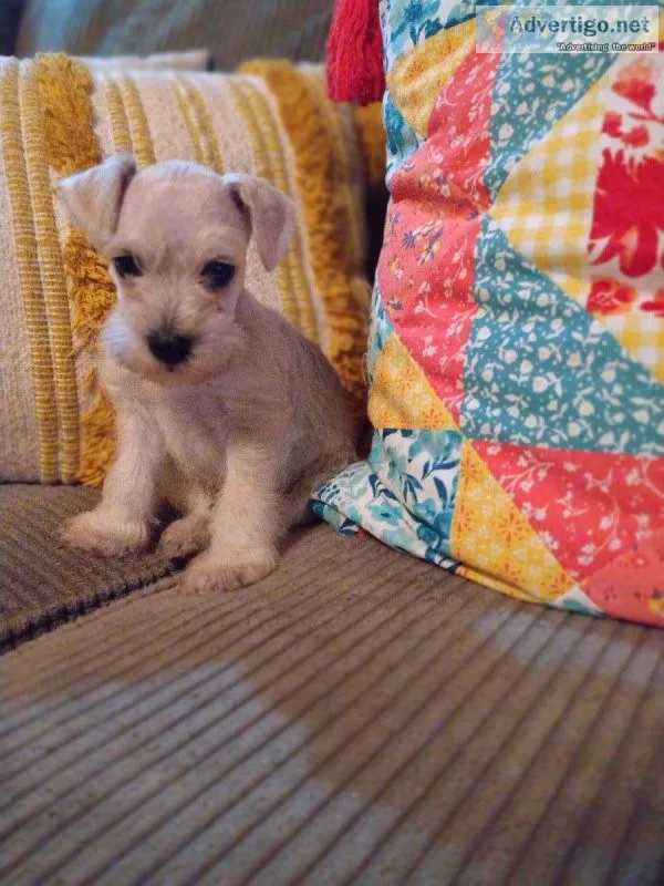 Male miniature schnauzer puppy