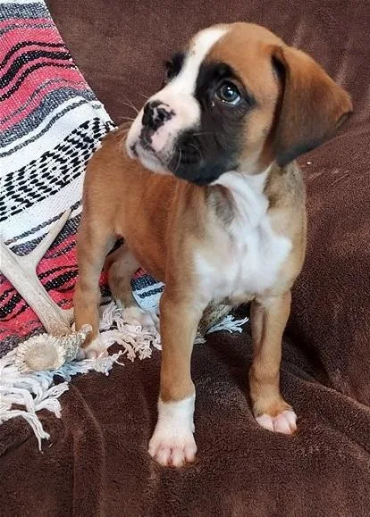 Wrathful Boxer Puppies For Sale