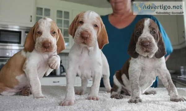 Adorable Bracco Italiano puppies for sale