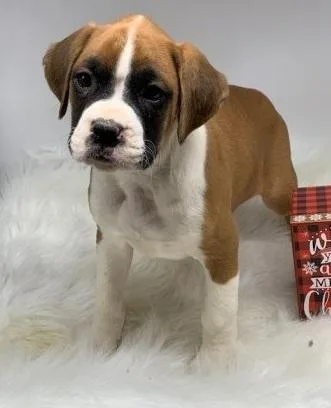 Vigilant Boxer Puppies For Sale