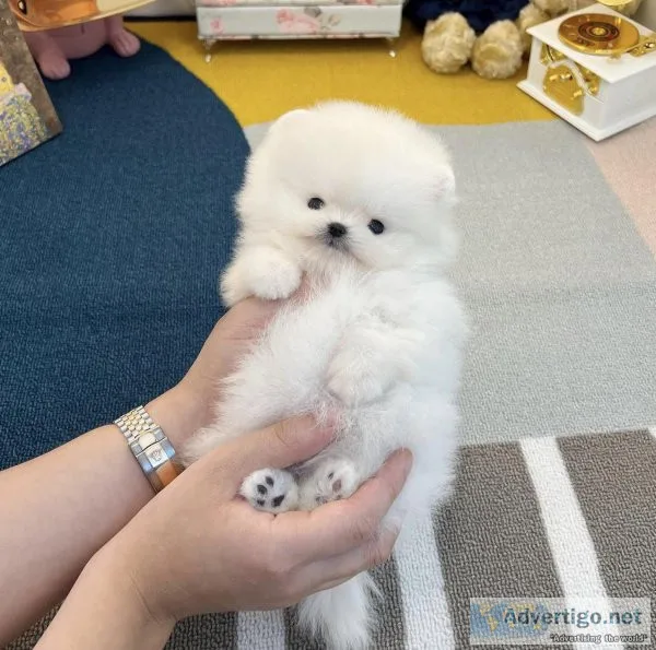 Toy Poodle Needs Rehoming