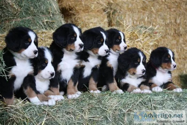 AKC Bernese Mountain Dog Puppies Available.