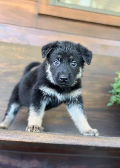Optimal German Shepherd Puppies For Sale