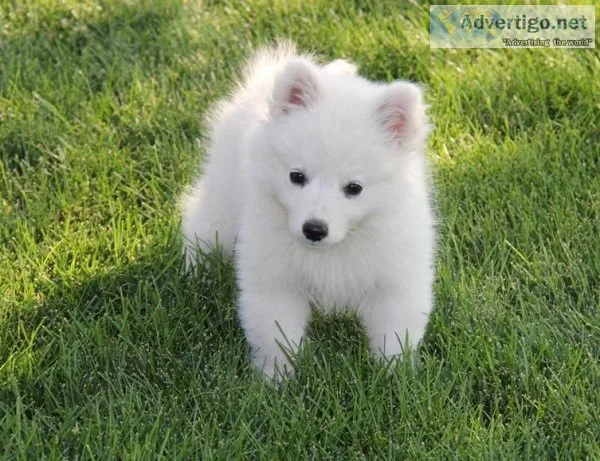 Home Raised American Eskimo Dog Puppies
