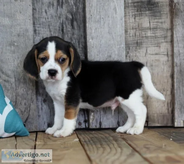 Affectionate Beagle Puppies