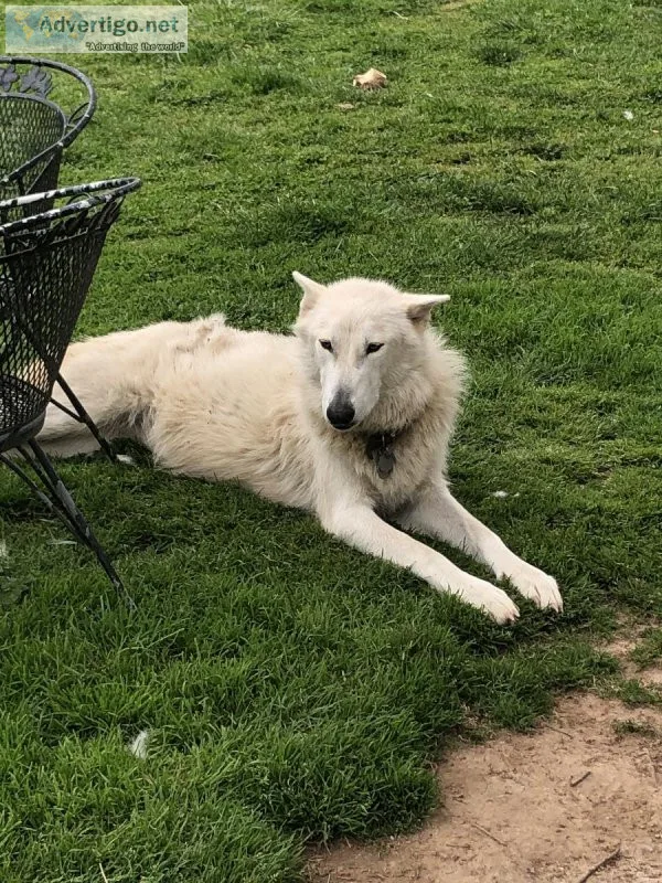 Shepherd  Husky mix