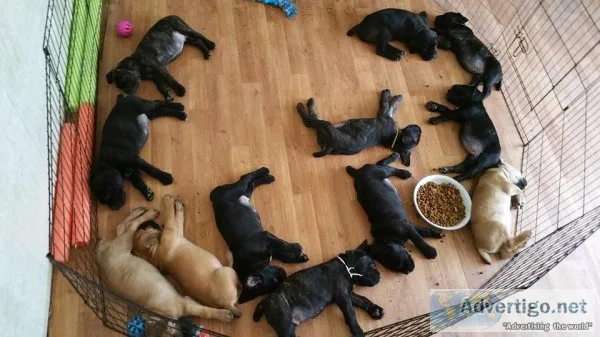 New Litter of Cane Corso Italiano puppies available