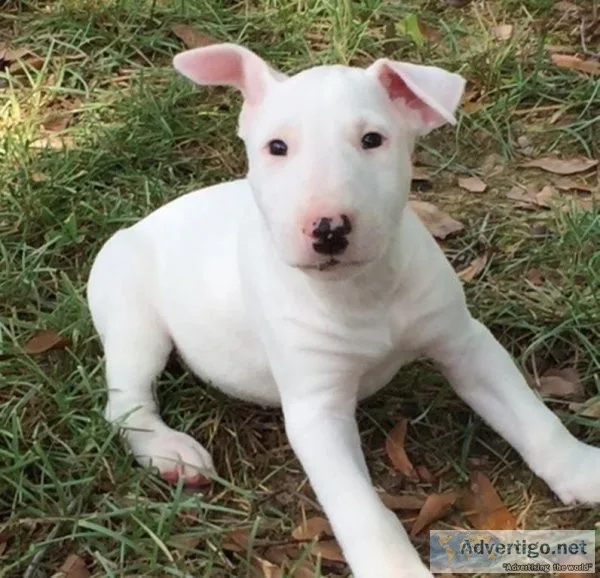 Home Raised Bull Terrier Puppies