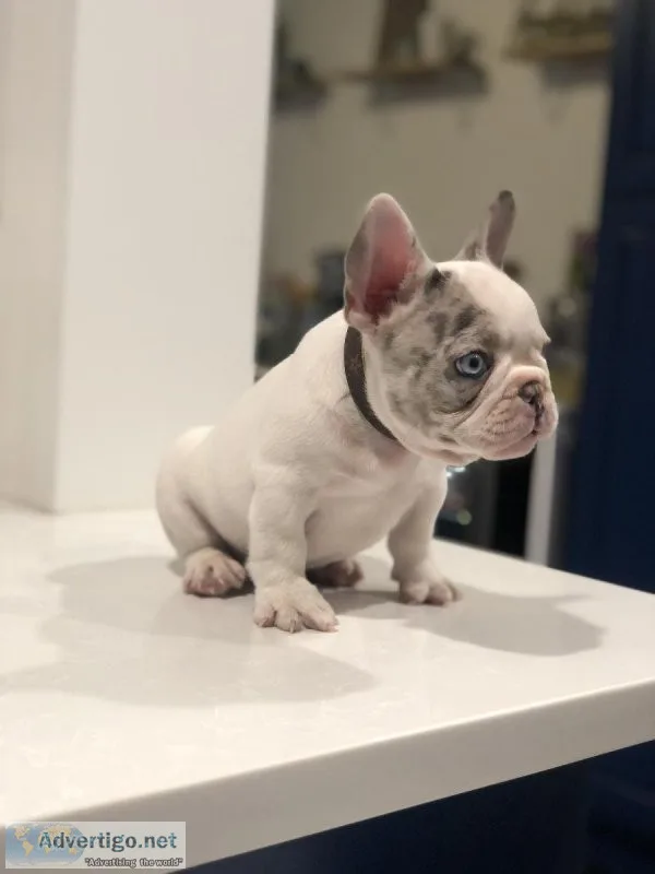 Merle French Bulldog