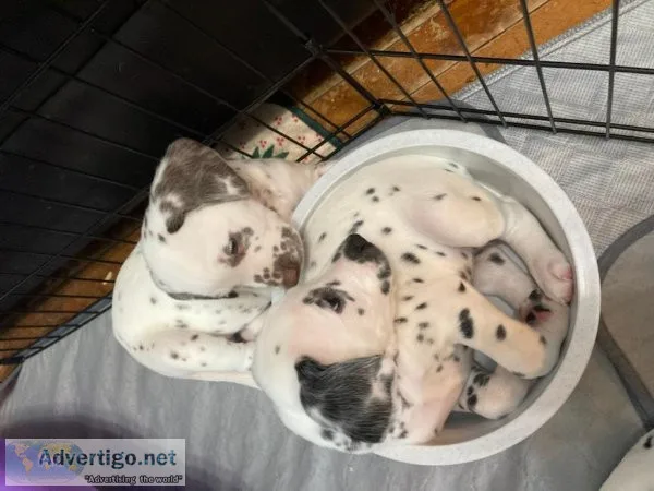 Dalmatian Puppies for Sale