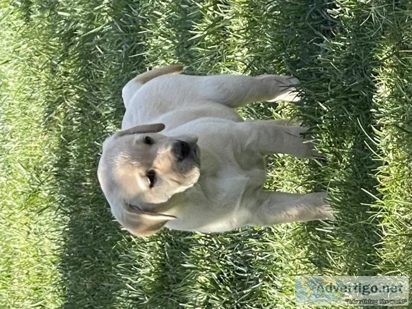 English Labrador puppies