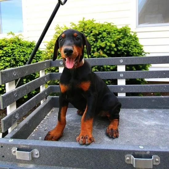 Doberman Pinscher Puppies For Adoption