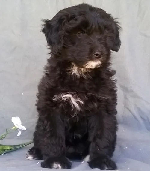 Full potty trained Aussie Doodle Puppies