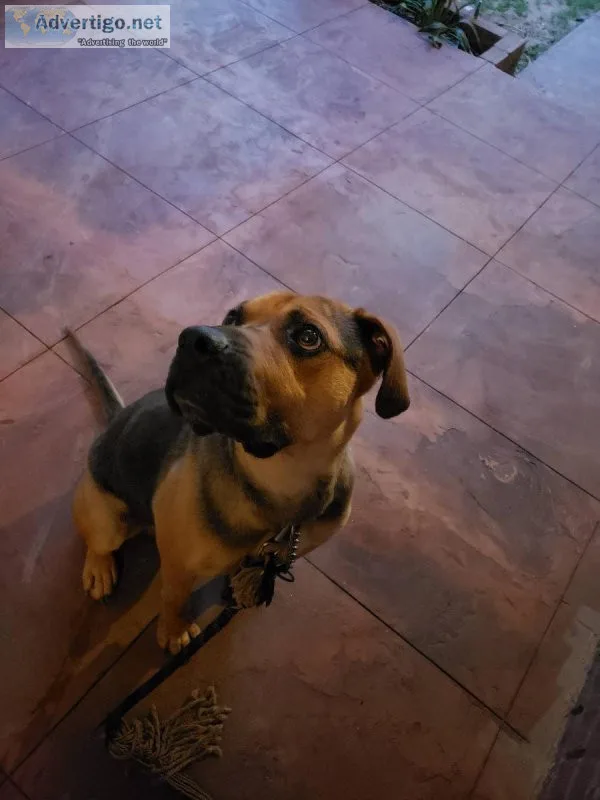 Looking for a home for Deuce