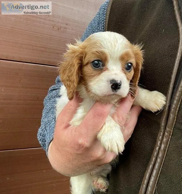 hrhtrCavalier King Charles Puppies