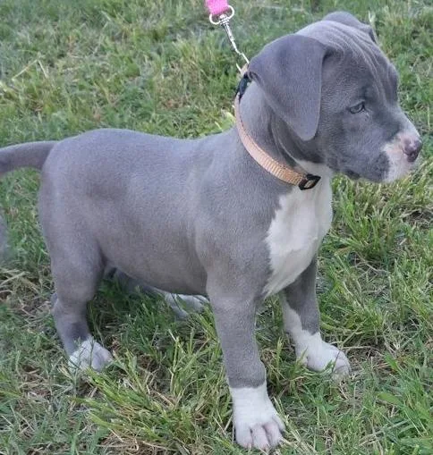 Well Socialized American Pit Bull Terrier Puppies For Sale