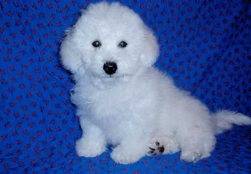 Affectionate Bichon Frise Puppies for Sale.