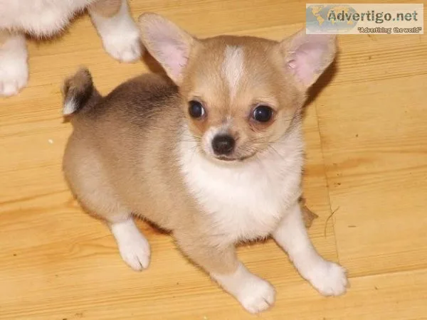 Adorable Chihuahua Puppies Available