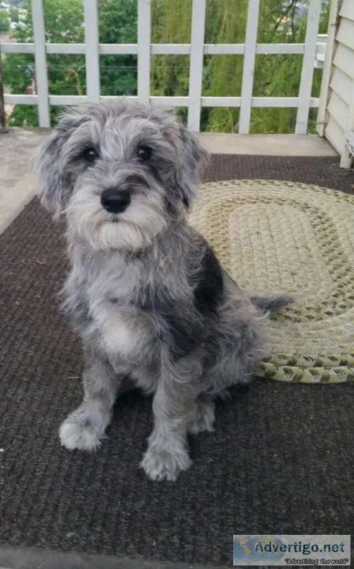 Sherman the Schnoodle