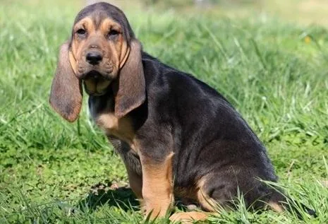 Very Intelligent Bloodhound puppies