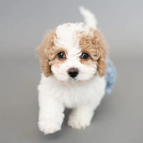Pedigree Cavapoo Puppies For A Forever Home
