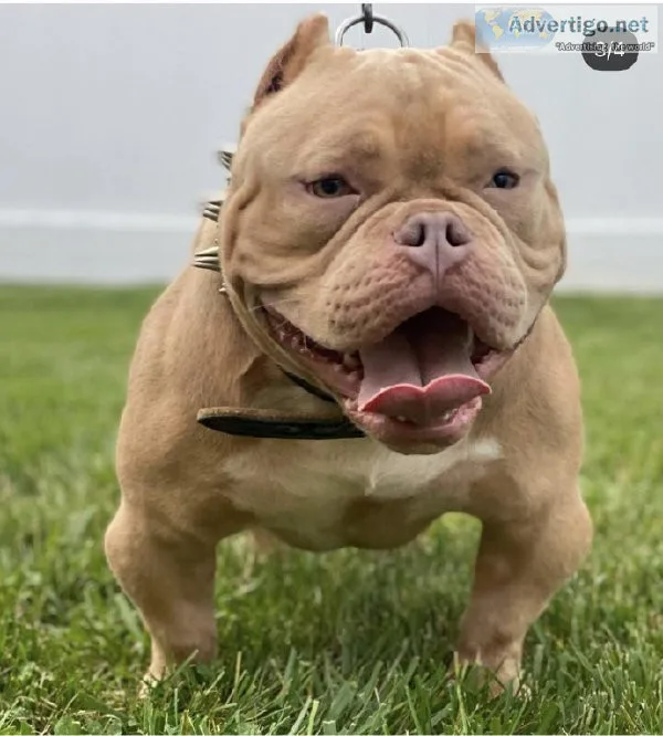 AMERICAN BULLY MALE AVAILABLE