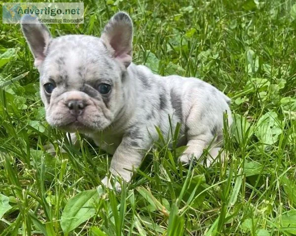 Harsh Merle French Bulldog Puppies For Sale