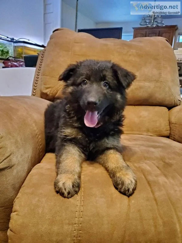 Long Coat German Shepherds