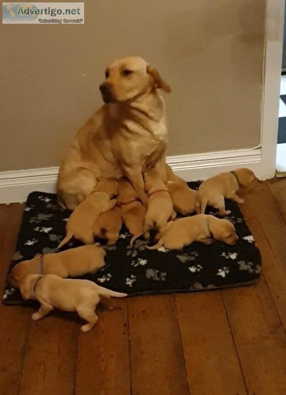 Kc registered Labrador puppies