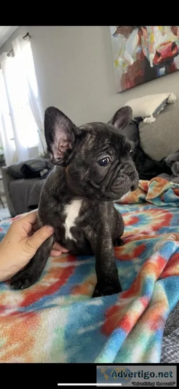 French bulldog puppy