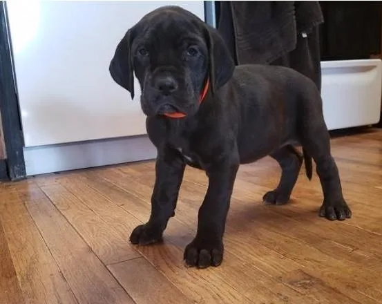jr6y  male and female Great Dane puppies