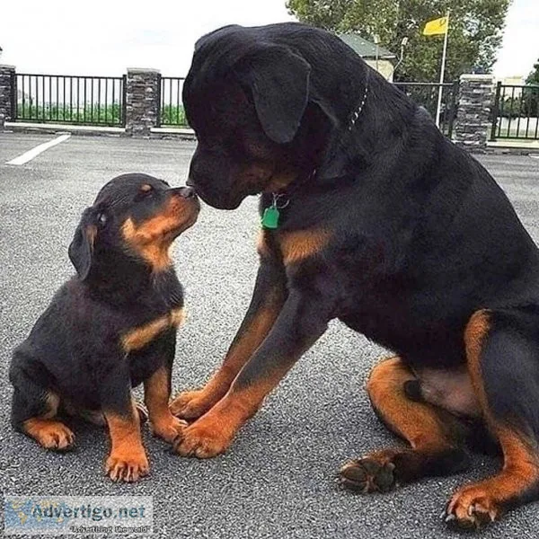 Energetic Rottweiler Puppies Available