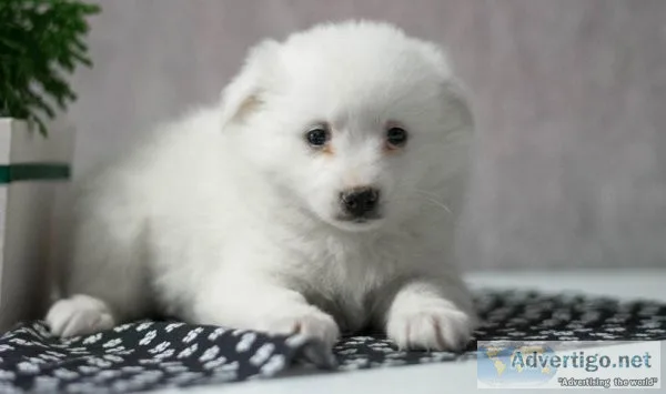 Wealthy White American Eskimo Puppies For Sale