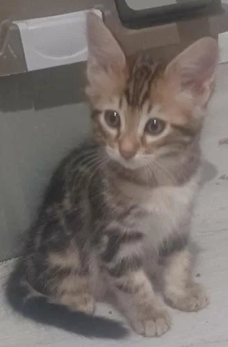 Female Bengal Kitten
