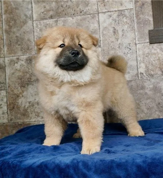 gorgeous chow puppies are searching for they 5star home
