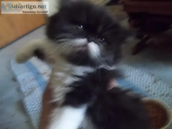 ADORABLLE PERSIANS
