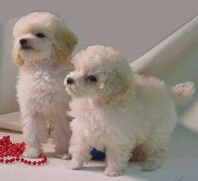 Cute Poodle Puppies For Adoption
