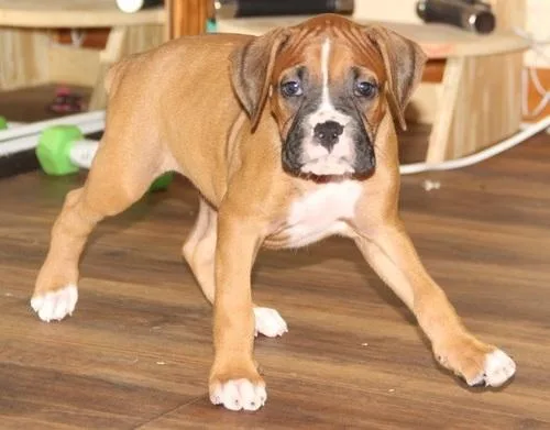 Pure Boxer Puppies For Sale.