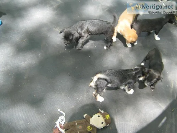 small poodle mix puppies