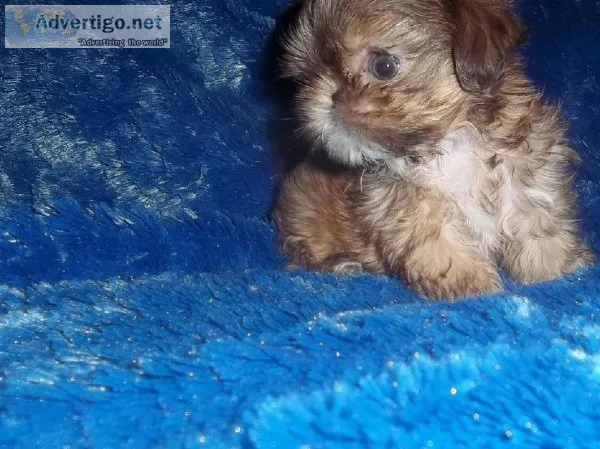 Tiny Imperial Shih Tzu Male
