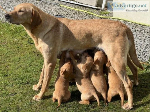 Labrador retriever KC registered