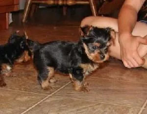 Fantastic Teacup Yorkie puppies available.