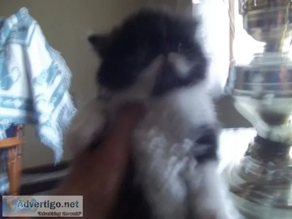 OUTSTANDING PERSIAN KITTENS