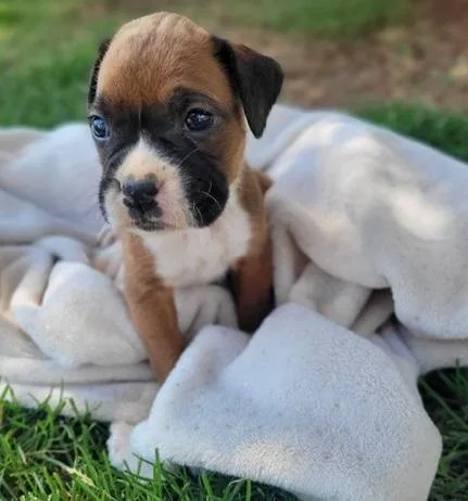Quixotic Boxer Puppies For Sale